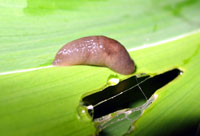 Slug 2