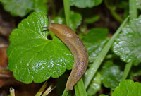 Slug 3