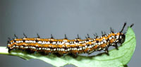 Variegated fritillary caterpillars 2