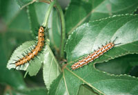 Variegated fritillary caterpillar 1