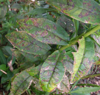Image: leaf spot 2