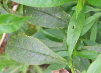 Image: leaf spot 3