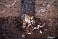 Armillaria root rot 1