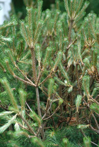 European pine sawfly 1