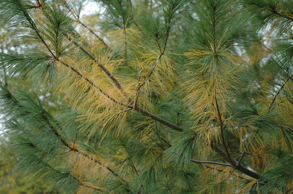Longleaf pine trees are shedding needles