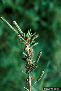 Introduced pine sawfly 1