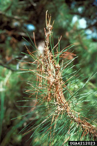 Jack pine budworm 1