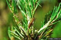 Jack pine budworm 3
