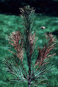 Northern pine weevil 1
