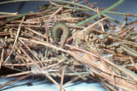 Pine false webworm 1