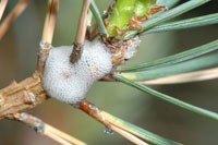 Pine spittlebugs 1