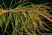 Pine needle rust 1