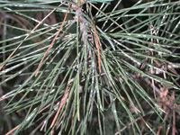 Pine needle scale 1