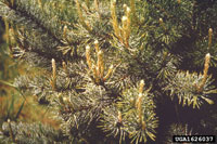 Pine needle scale 3