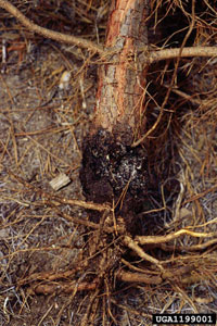 Pine root collar weevil 1
