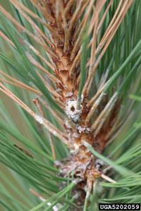 Red pine shoot moth 1