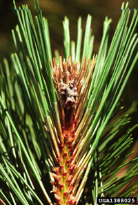 Red pine shoot moth 3