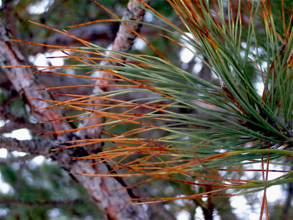 Master Gardener: When to be concerned about brown pine needles