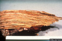 Tomentosus root rot 1