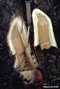 Tomentosus root rot 2
