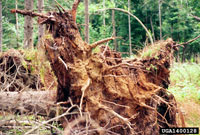 Tomentosus root rot 1