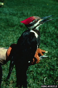 Pileated woodpecker damage 3