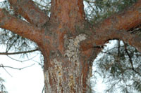Zimmerman pine moth 2