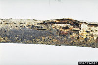 Image: Cryptodiaporthe canker 3
