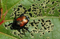 Image: Japanese beetle 1