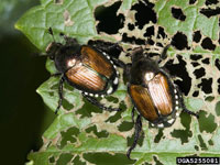 Image: Japanese beetle 3