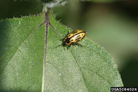 Image: Cottonwood leaf beetle 3