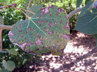 Image: Leaf spot and canker blights 1