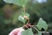 Image: Poplar petiole and leaf stipule galls 2
