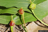 Image: Poplar petiole and leaf stipule galls 1