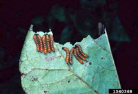 Image: Redhumped Caterpillar 3