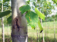 Image: Leaf spot and canker blights 2