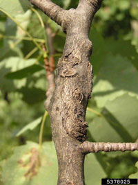 Image: Poplar and willow borer 1