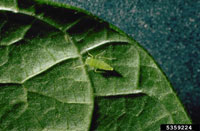 Potato Leafhopper 1