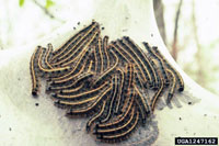 Image: Eastern tent caterpillar 3
