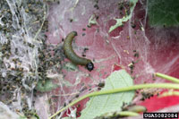 Image: Uglynest caterpillar 2