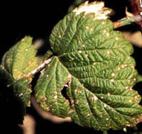Image: Raspberry Leaf Spot 1