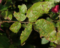 Image: Leaf Spot (Anthracnose) 1
