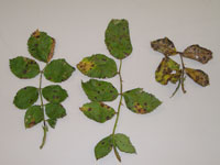 Image: Leaf Spot (Anthracnose) 3