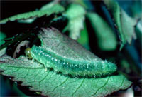 Image: Bristly Rose Slug 1