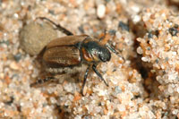 Image: False Japanese Beetle 2