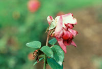 Image: Rose Midge 2