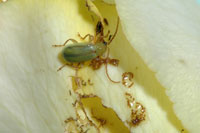 Image: Northern Corn Rootworm 1