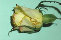 Image: Northern Corn Rootworm 2