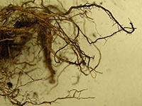 Root rot 3