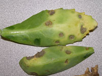 Image: leaf spot 3